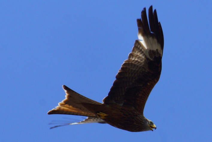 Red Kite watching me over Kingsclere village, Hampshire, UK